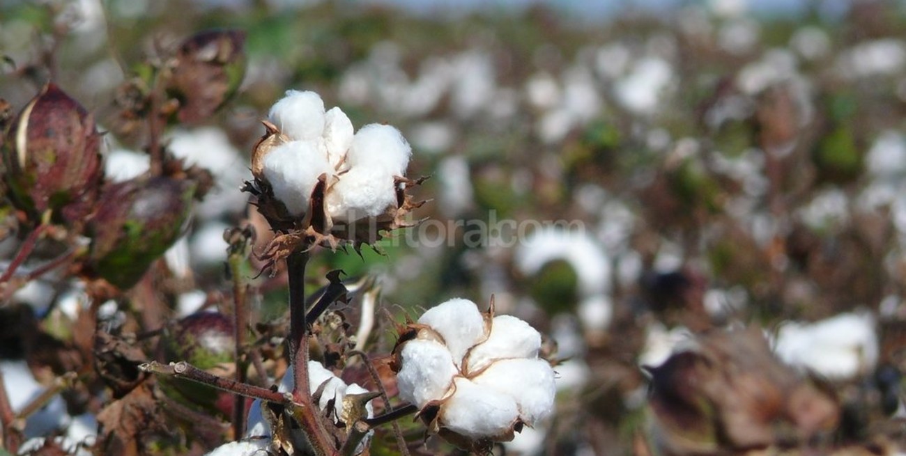 Estiman que crecerá el área sembrada con algodón 