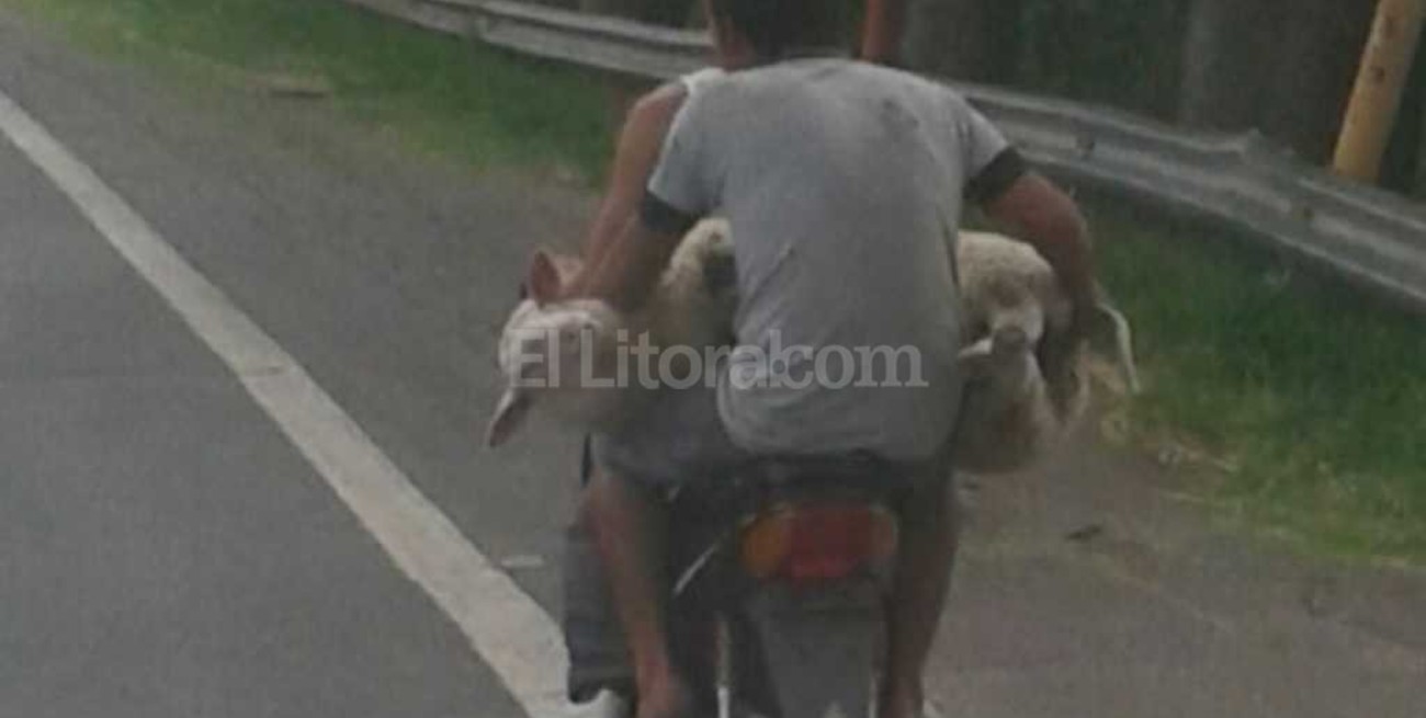Con la oveja arriba de la moto