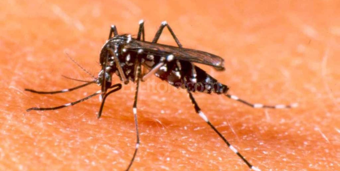 Dengue autóctono en la ciudad de Santa Fe