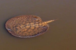 ELLITORAL_137244 |  Ricardo Rivollier Una raya gigante de río nada en la superficie en el río Uruguay, cerca de Gualeguaychú, Entre Ríos.