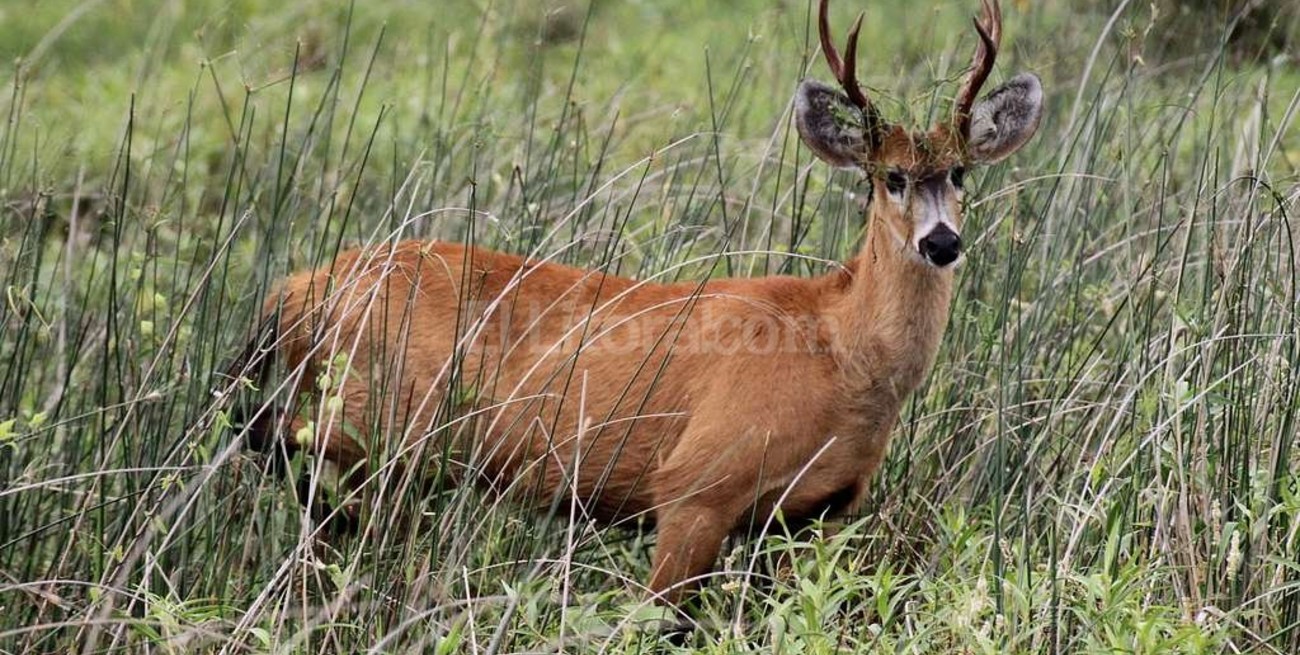 Corrientes: tres cazadores multados con 175 mil pesos por matar ciervos