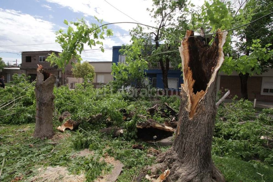 ELLITORAL_138860 |  Mauricio Garín En Mitre al 4700 los árboles caídos cortaron el tránsito.