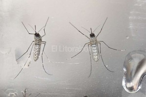 ELLITORAL_164228 |  Archivo El Litoral La  tropicalización  del clima, por el calentamiento global, y el acortamiento de los inviernos favorece la reproducción del mosquito aedes aegypti, que transmite dengue, zika y chikungunya.
