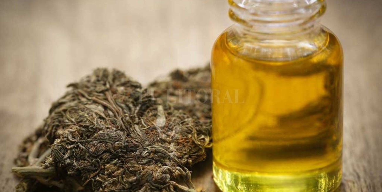 El LIF y otros laboratorios fabricarán aceite de cannabis 
