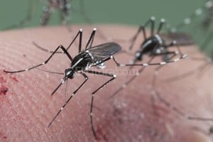 ELLITORAL_143909 |  Google Images Su principal causa de propagación es la picadura del mosquito Aedes aegypti, el mismo que produce cuatro tipos de dengue y chikunguña.