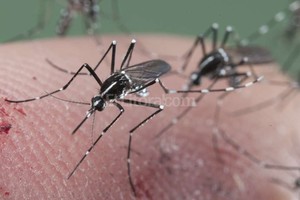 ELLITORAL_143909 |  Google Images Su principal causa de propagación es la picadura del mosquito Aedes aegypti, el mismo que produce cuatro tipos de dengue y chikunguña.