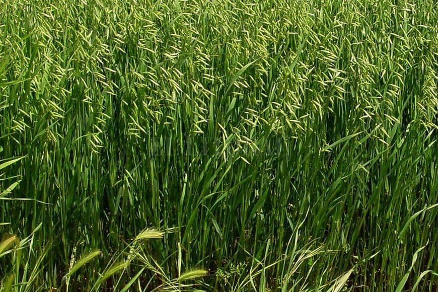 ELLITORAL_202330 | La avena le está quitando mercado al raigrás.