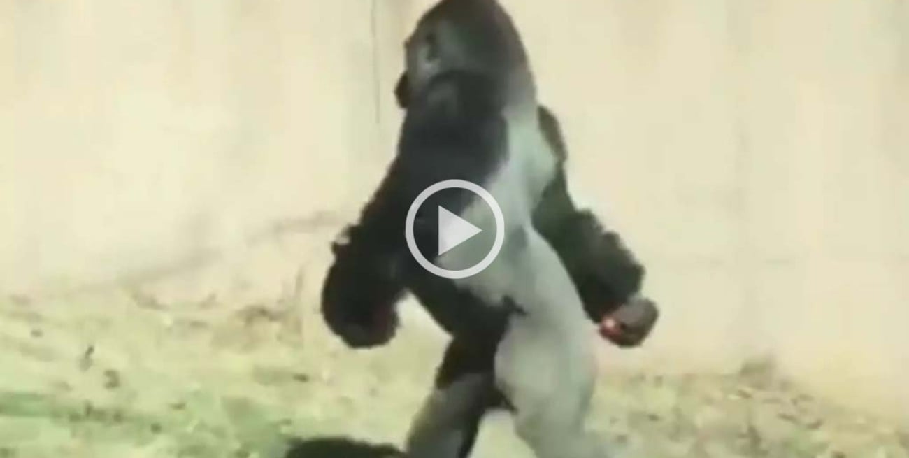 Es viral: el gorila que camina en dos patas como un humano
