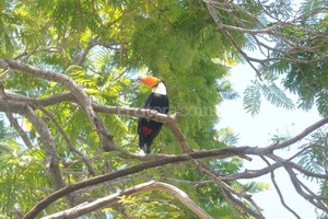 Flavio Raina Rama en puja. Esta mañana el tucán defendía de los loros el espacio que consiguió; lo atacaban por todos los frentes.