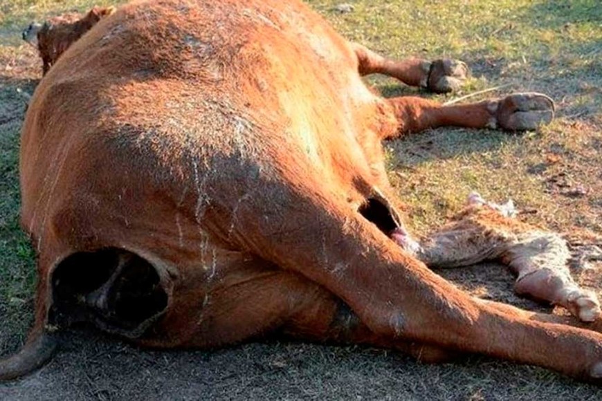 ELLITORAL_218918 |  Clarín