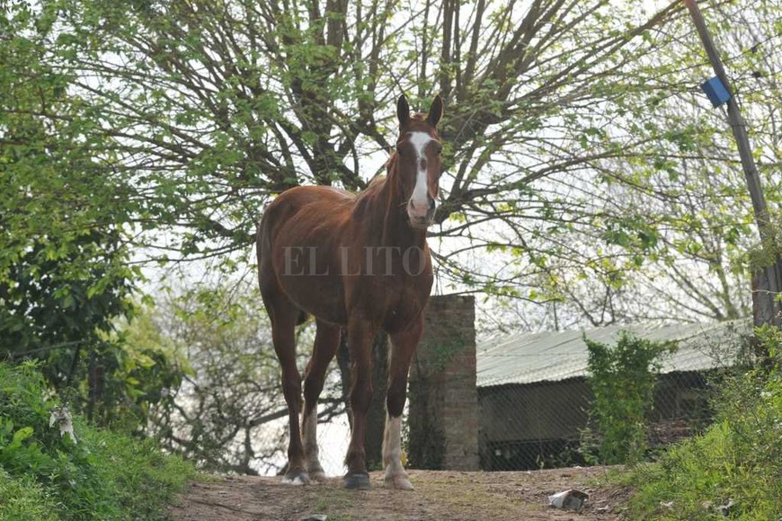 ELLITORAL_189816 | Flavio Raina La Boca. Al final de la calle Demetrio Gómez se encuentra el predio donde funcionaba el club de pesca El Pacú. Allí se encontraba este caballo, que le hizo compañía al equipo de El Litoral.