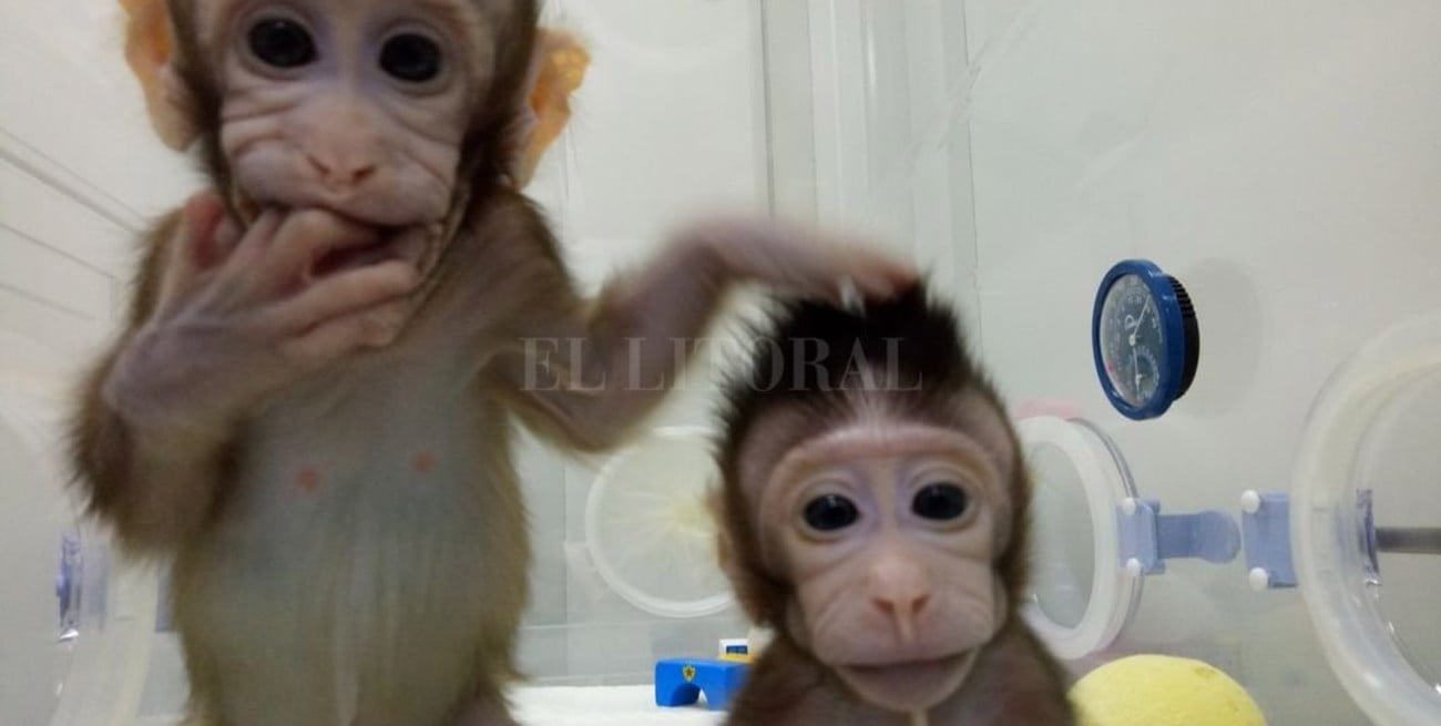Científicos chinos clonan monos por primera vez