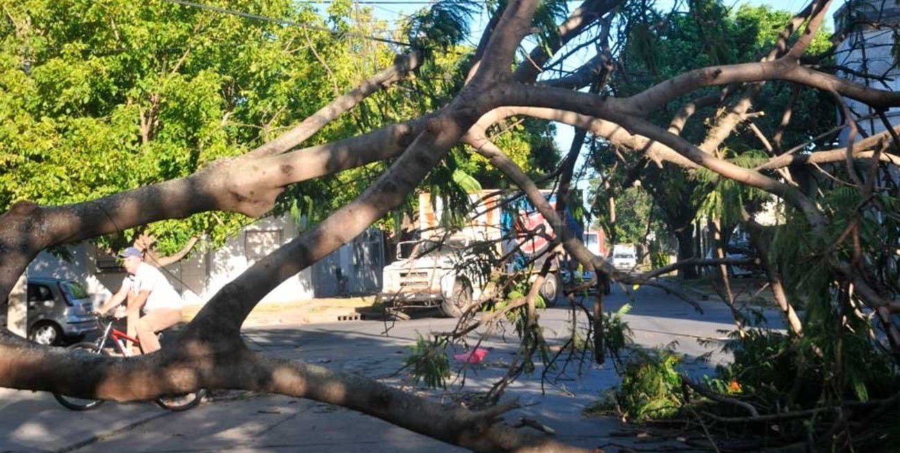 El viento derribó un árbol en Fomento 9 de Julio
