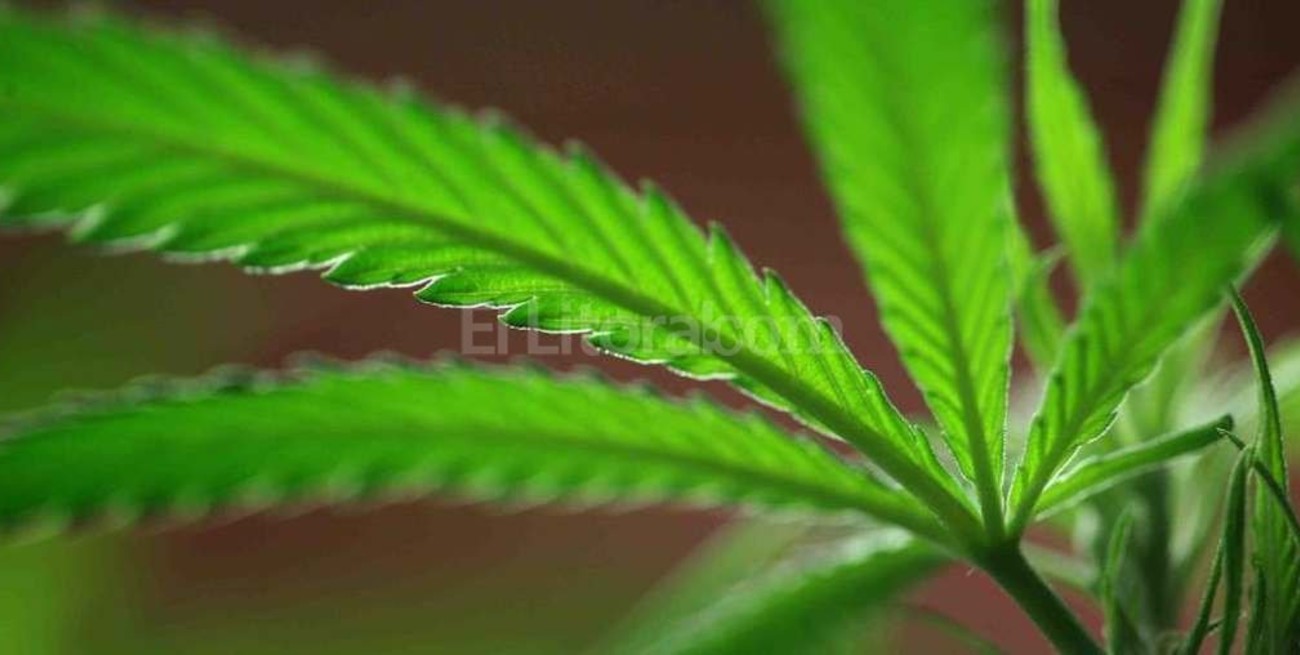 Gobierno alemán aprueba la legalización de la marihuana con fines médicos