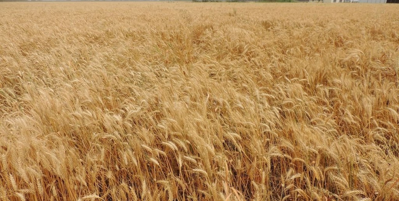 Comenzó la cosecha de trigo reflejando el impacto del fusarium