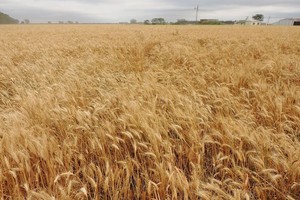 ELLITORAL_193800 |  Internet