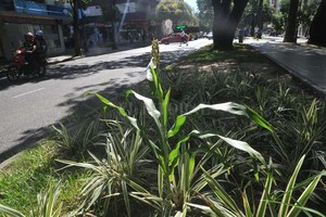 Flavio Raina El sorgo crece orgulloso y domina en altura a las plantas del cantero.