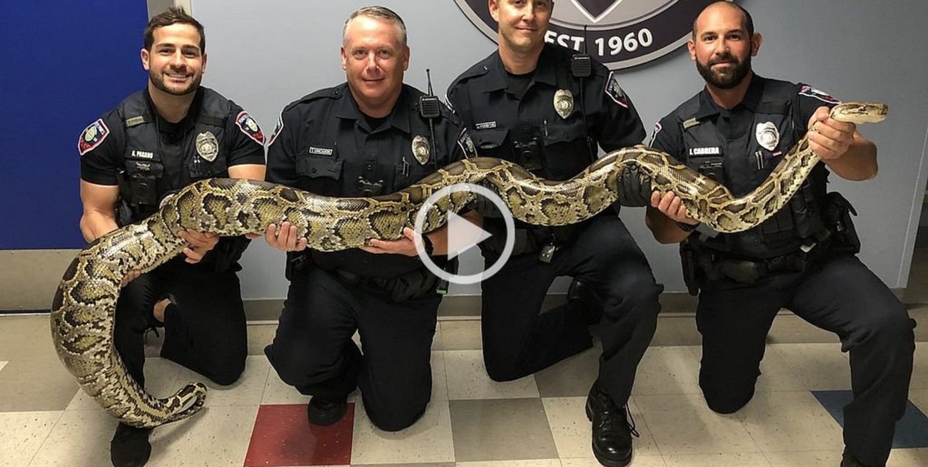 Video: hallan una serpiente pitón de casi cuatro metros en calle