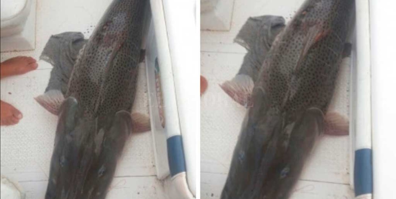 Pescaron un surubí de 60 kilos en el río Paraná