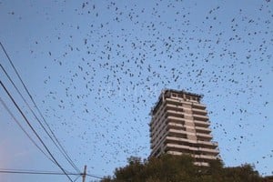 ELLITORAL_200760 |  Manuel Fabatia Bandada. Todas las aves que migran responden al mismo patrón. Su sistema nervioso advierte que las horas luz se acortan y esto dispara el instinto migratorio.