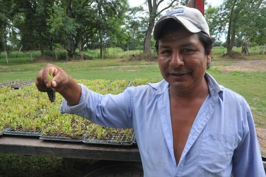 ELLITORAL_174956 | Flavio Raina Estos son los plantines de acelga, que más adelante se van a sembrar.