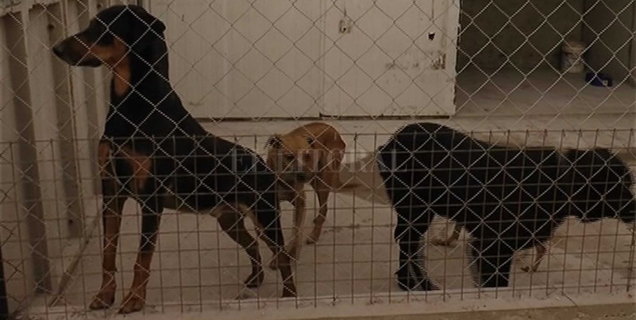 Sauce Viejo: trasladaron 60 perros del refugio de Gladis