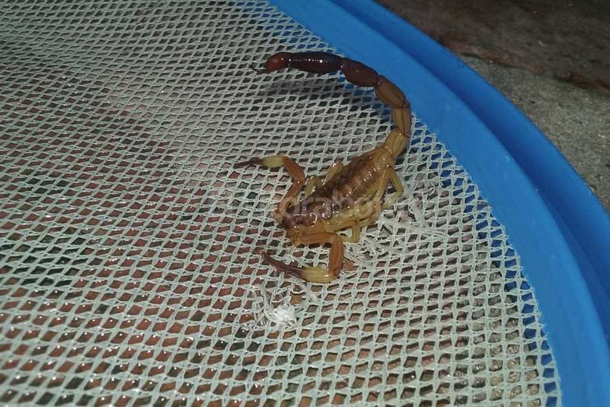 ELLITORAL_143886 |  Periodismo Ciudadano