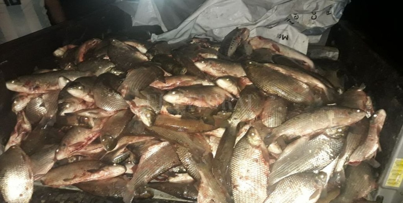 Decomisaron más de 300 peces en el departamento Garay