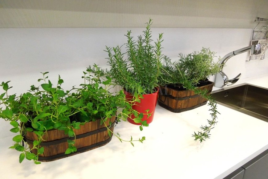 ELLITORAL_194172 | Archivo El Litoral Incorporar aromáticas es la mejor opción para realzar el sabor de distintos platos, sin perjudicar la salud.