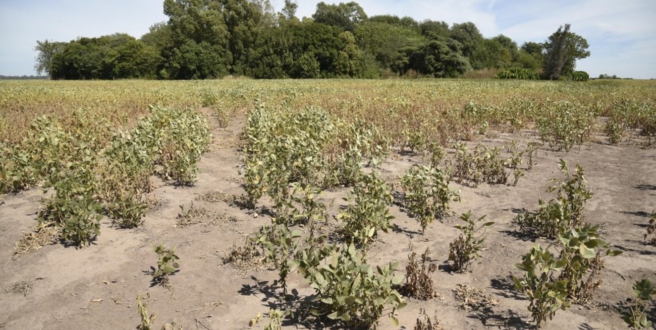 Soja santafesina: más de u$s 500 millones en peligro por la sequía