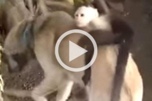 ELLITORAL_203839 |  Internet