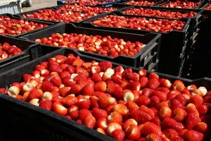 Gentileza Al rojo vivo. En Coronda, la planta de Regional Trade aprovecha lo mejor de la zona para su producción de frutillas en almíbar, en pulpa y en cócteles.
