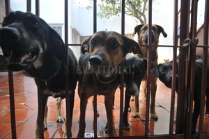 ELLITORAL_220476 |  Flavio Raina Espera. Parte de los perros que aguardan un amo que los adopte, hoy, en una veterinaria del norte de la ciudad.