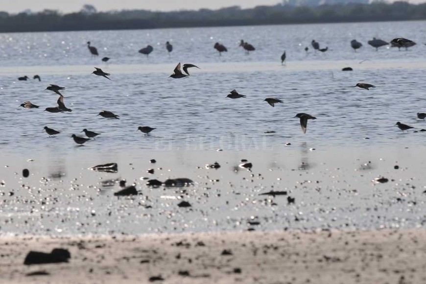 ELLITORAL_217421 |  Mauricio Garin Volare. Las aves deben desplazarse más para encontrar lagunas y cursos de agua donde alimentarse, pero les resulta más sencillo pescar cuando hay bajante.