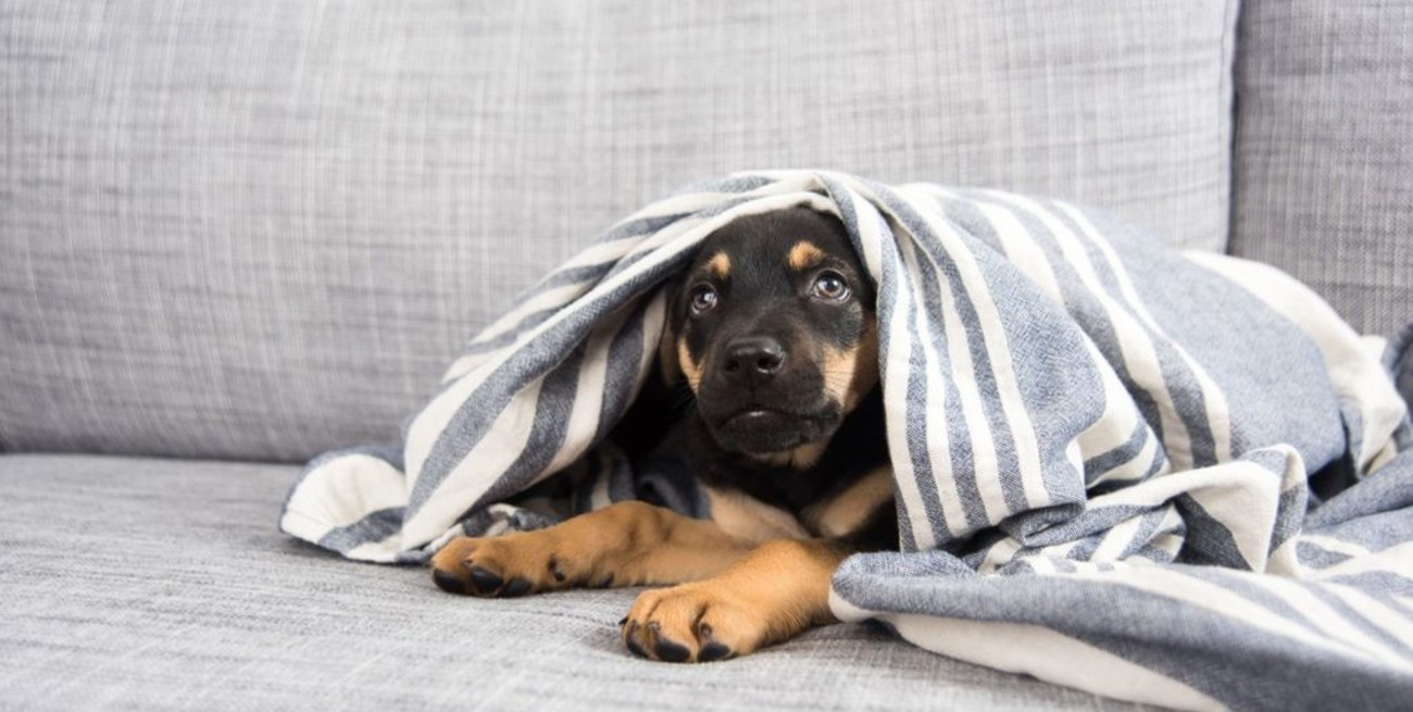 Cinco consejos para evitar que las mascotas padezcan frío