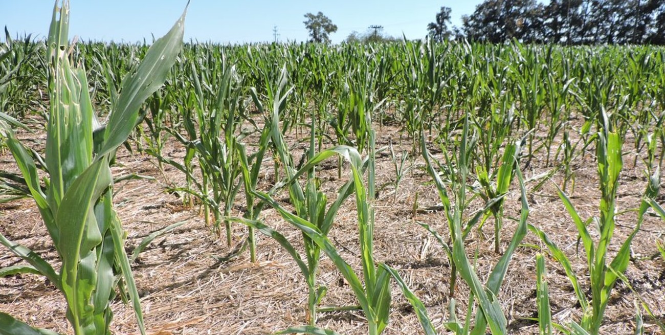 Por la sequía los productores agropecuarios perderían 2.150 millones de dólares