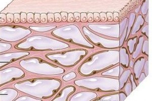 BBC Mundo La capa de arriba es la mucosa. Las partes rosas son las estructuras de colágeno que crean las cavidades llenas de fluido, en lila.