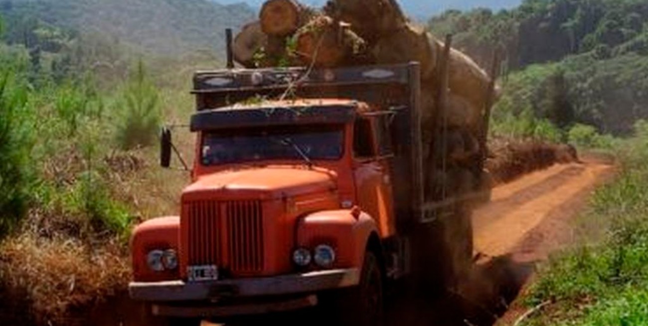 Misiones combatirá la venta ilegal de madera nativa