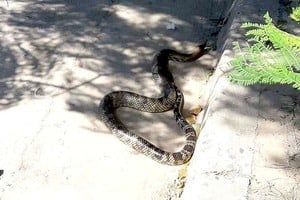 ELLITORAL_171936 |  Periodismo Ciudadano