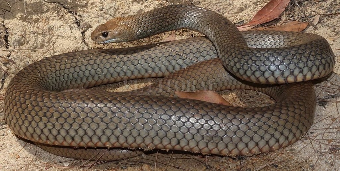 Hallan nidos de la segunda serpiente más venenosa del mundo en el patio de una escuela