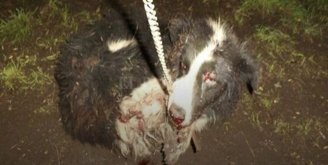 Un hombre mató con un hacha a un perro e hirió a otros dos