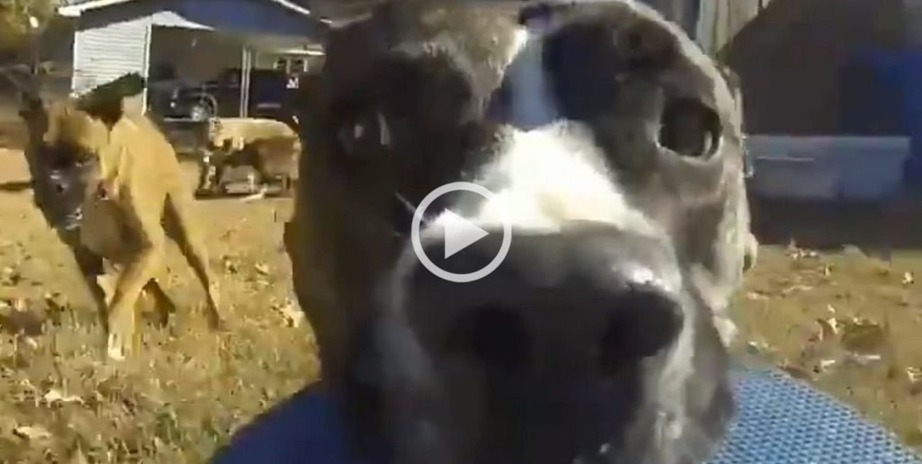 Video: el perro se robó una cámara GoPro y quedó filmado mientras huía