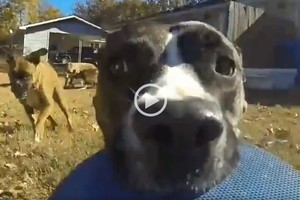 ELLITORAL_218210 |  Captura digital