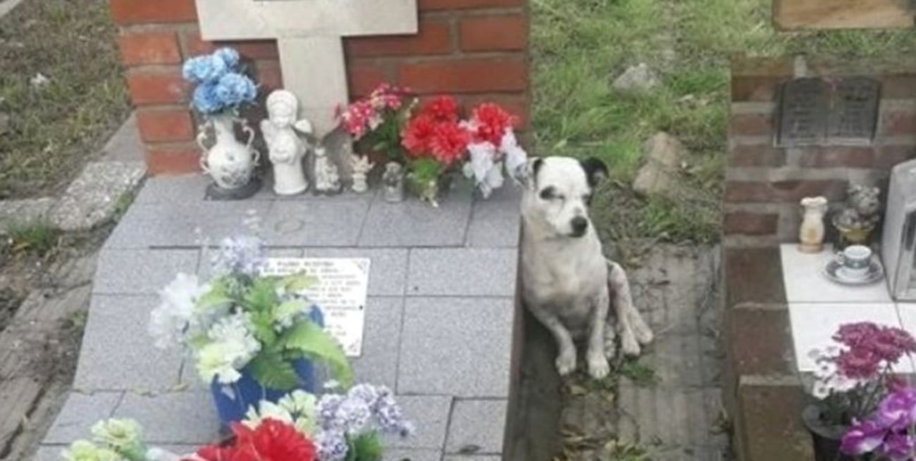Adoptaron a un perro que no se iba de la tumba de su dueño