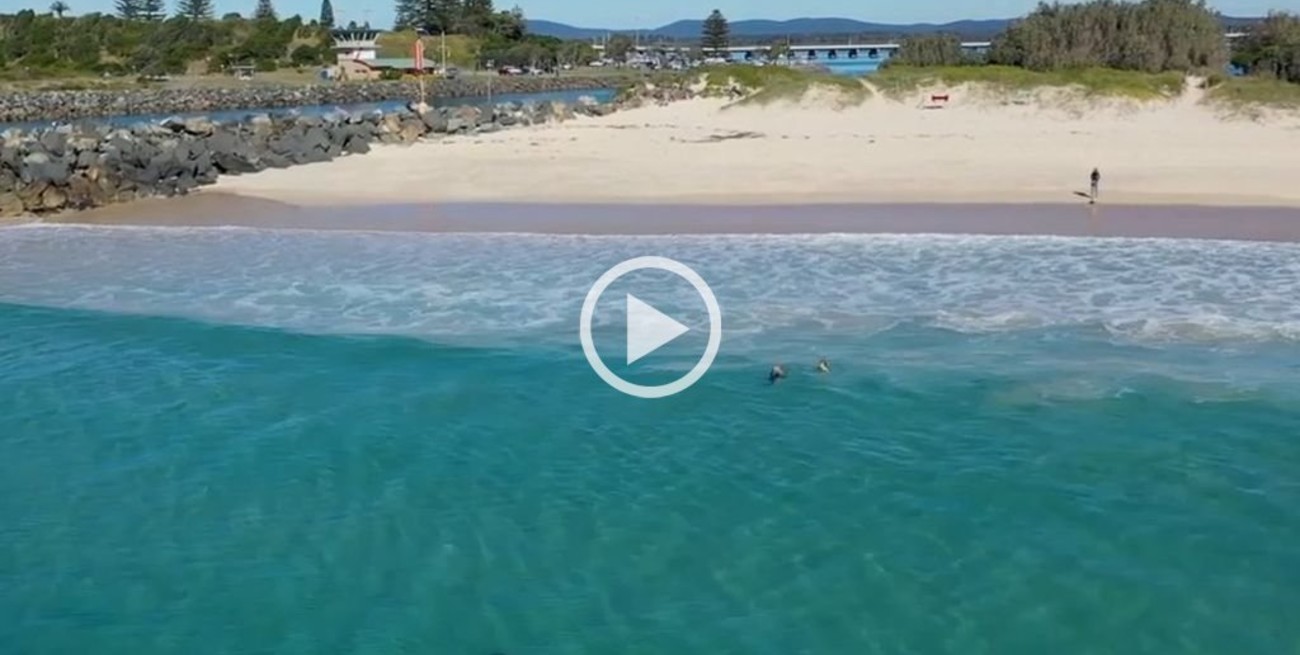 Video: Un tiburón blanco al acecho de dos niños en Australia