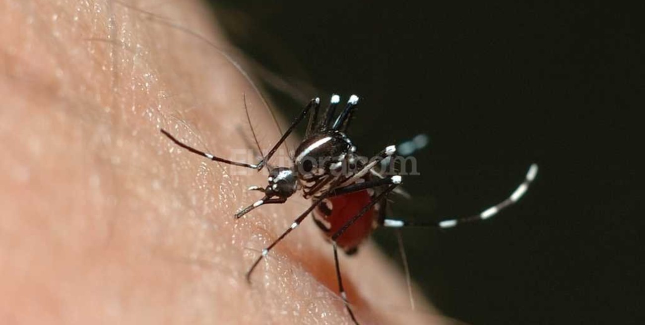 Estiman que "el pico" de casos de dengue llegará en Semana Santa