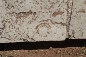 ELLITORAL_205022 |  Gentileza R. Vezzosi La impronta de un fósil de ammonites en una laja de la plaza San Martín. Puede verse su forma acaracolada. Esa especie existió hace al menos 240 millones de años, estima el científico. No se conoce la procedencia de las lajas.