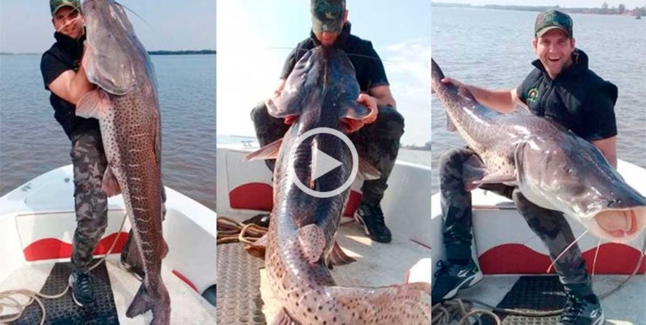 Video: pescaron un surubí de 60 kilos