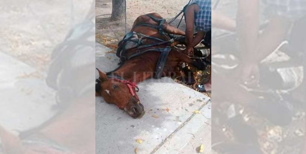 Rescataron un caballo maltratado