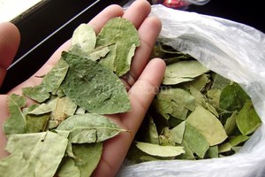 ELLITORAL_162784 |  diarioinfo.com Masticar hojas de coca es una práctica ancestral en el norte argentino